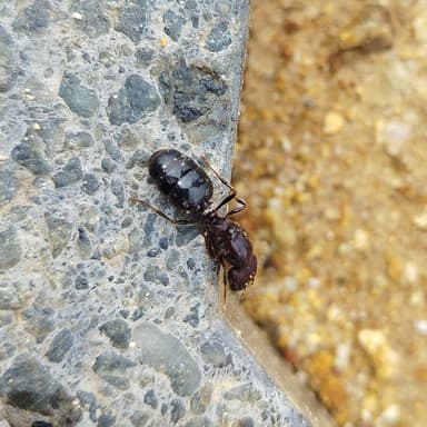 Carebara diversa photo 121
