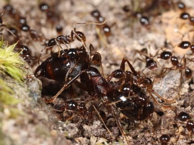 Carebara diversa photo 122