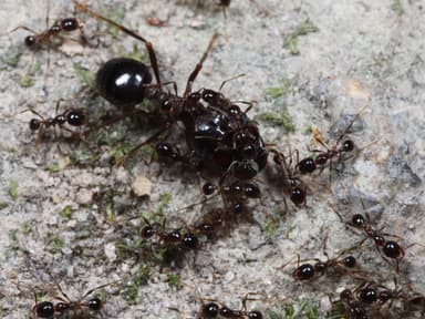 Carebara diversa photo 124