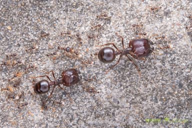 Carebara diversa photo 125