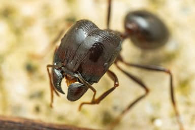 Carebara diversa photo 126