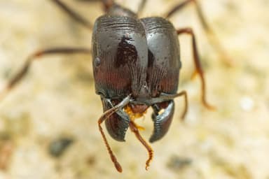 Carebara diversa photo 127
