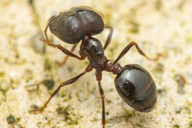 Carebara diversa photo 128
