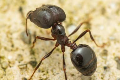 Carebara diversa photo 129
