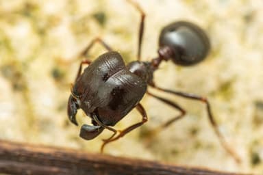 Carebara diversa photo 130