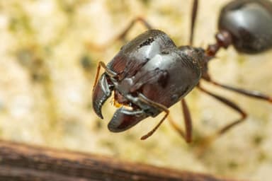 Carebara diversa photo 131