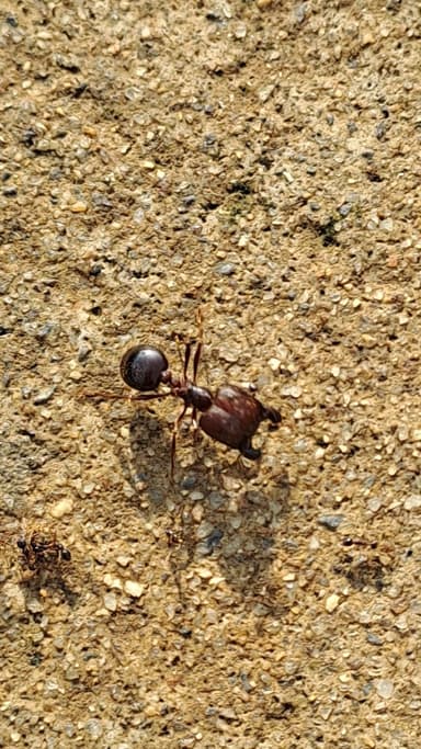 Carebara diversa photo 132