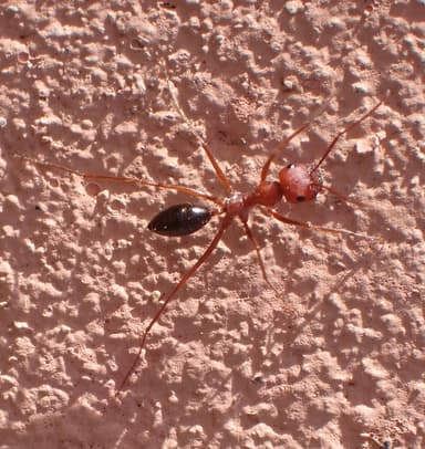 Cataglyphis bicolor photo 18