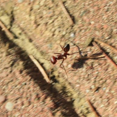 Cataglyphis bicolor photo 22