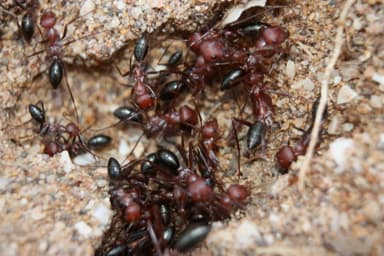 Cataglyphis bicolor photo 23