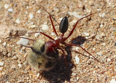 Cataglyphis bicolor photo 24
