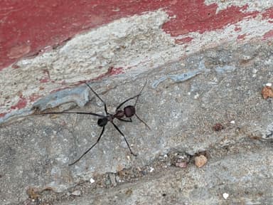 Cataglyphis bicolor photo 31