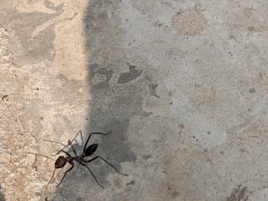 Cataglyphis bicolor photo 33