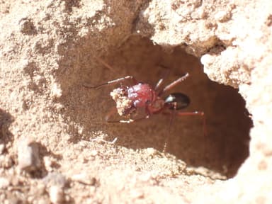 Cataglyphis bicolor photo 35