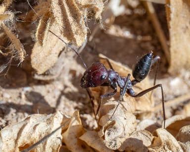Cataglyphis bicolor photo 43