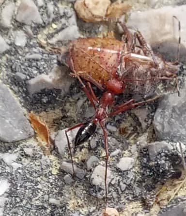 Cataglyphis bicolor photo 45
