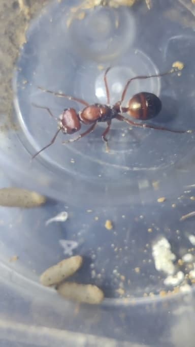 Cataglyphis bicolor photo 50