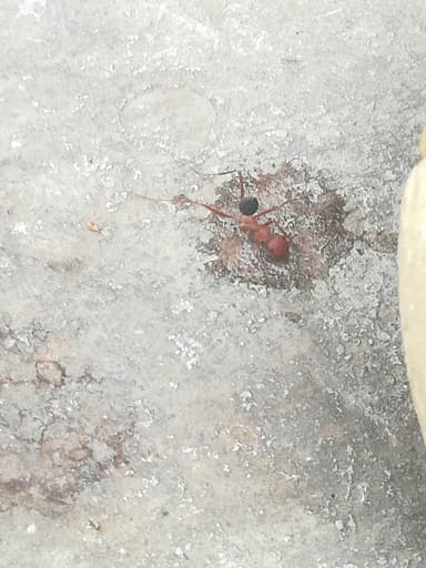 Cataglyphis bicolor photo 57