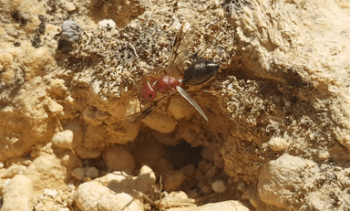 Cataglyphis bicolor — queen photo 60