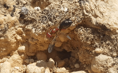 Cataglyphis bicolor — queen photo 62