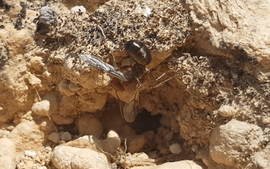 Cataglyphis bicolor — queen photo 65