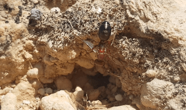 Cataglyphis bicolor — queen photo 67
