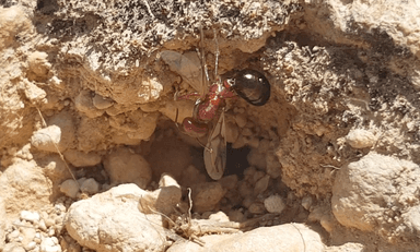 Cataglyphis bicolor — queen photo 68