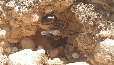 Cataglyphis bicolor — queen photo 69