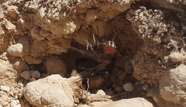 Cataglyphis bicolor — queen photo 70