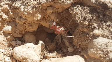 Cataglyphis bicolor — queen photo 71