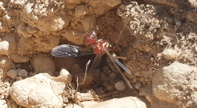 Cataglyphis bicolor — queen photo 72