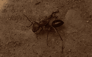 Cataglyphis bicolor — queen photo 79