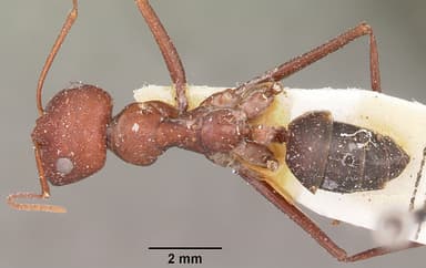 Cataglyphis bicolor — queen photo 5