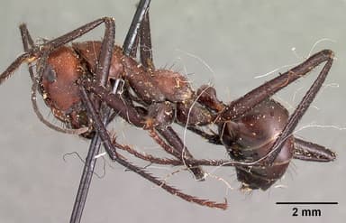Cataglyphis bicolor — queen photo 6