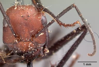 Cataglyphis bicolor — queen photo 8