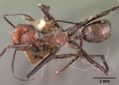 Cataglyphis bicolor — queen photo 11