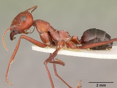 Cataglyphis bicolor — queen photo 13