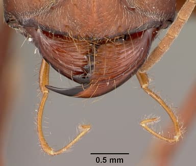 Cataglyphis bicolor — queen photo 14