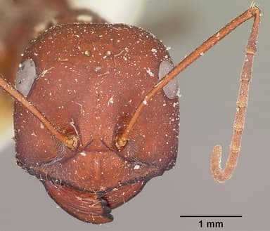 Cataglyphis bicolor — queen photo 16