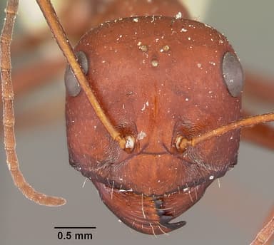 Cataglyphis bicolor — queen photo 17