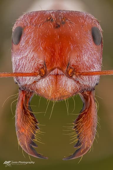 Cataglyphis bombycina photo 2