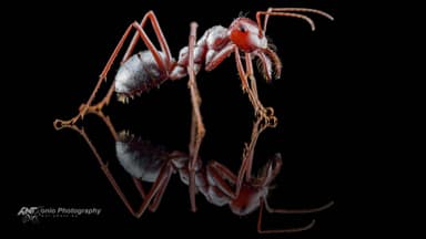 Cataglyphis bombycina photo 3