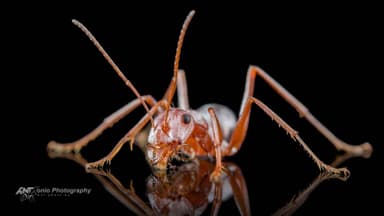 Cataglyphis bombycina photo 10