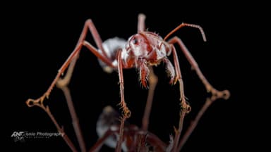 Cataglyphis bombycina photo 11