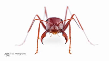 Cataglyphis bombycina photo 19
