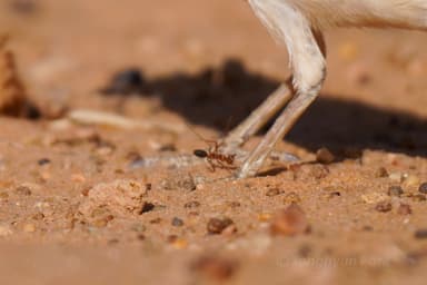 Cataglyphis bombycina photo 31