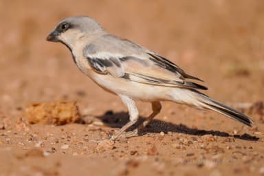 Cataglyphis bombycina photo 32