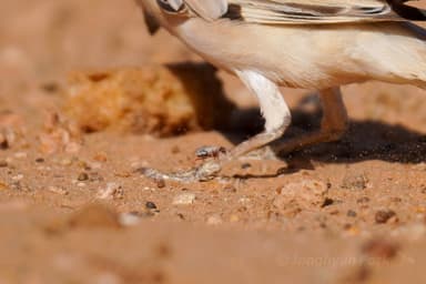 Cataglyphis bombycina photo 33