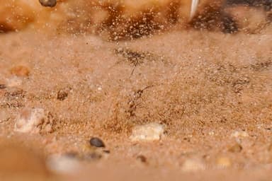 Cataglyphis bombycina photo 36