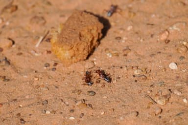 Cataglyphis bombycina photo 39